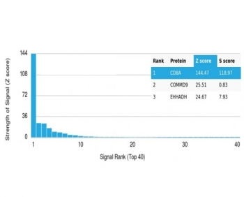 Recombinant CD8A Antibody