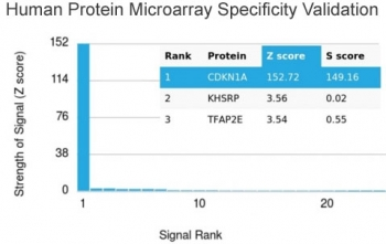 Recombinant p21 Antibody