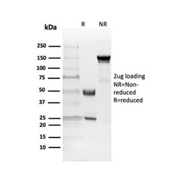 MBP Antibody