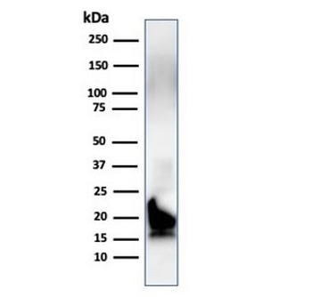 MBP Antibody