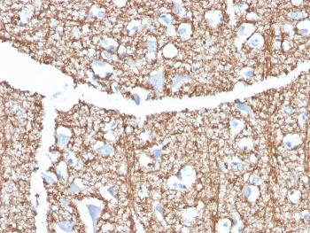 Myelin Basic Protein Antibody