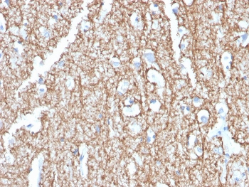 Myelin Basic Protein Antibody