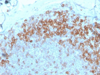 CD27 Antibody