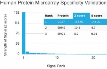 CD27 Antibody