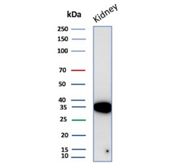 Recombinant Napsin A Antibody