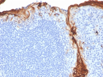 Recombinant CD163 Antibody