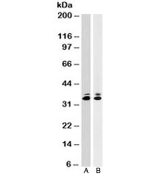PCNA Antibody
