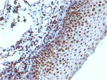 Histone H1 Antibody