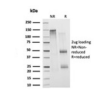 Histone H1 Antibody