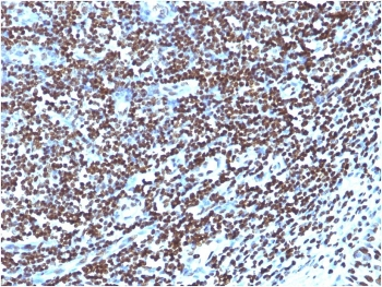 Histone H1 Antibody