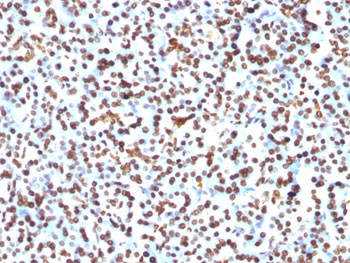 Histone H1 Antibody
