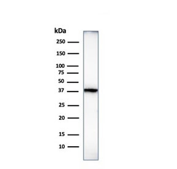 Histone H1 Antibody