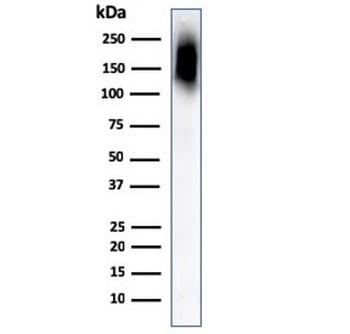 CD45RB Antibody (B-cell marker)