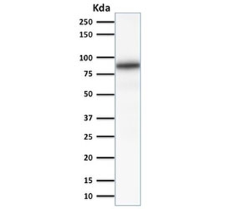 Calnexin Antibody