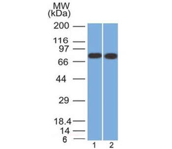 Calnexin Antibody