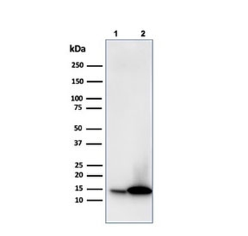 Galectin 1 Antibody / LGALS1
