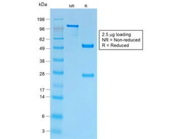 Recombinant CD43 Antibody / Rabbit Monoclonal