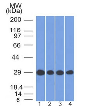 Prohibitin Antibody / PHB