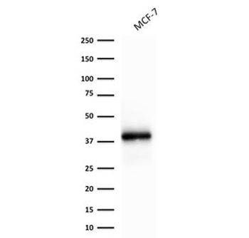 Recombinant EpCAM Antibody / Extracellular domain