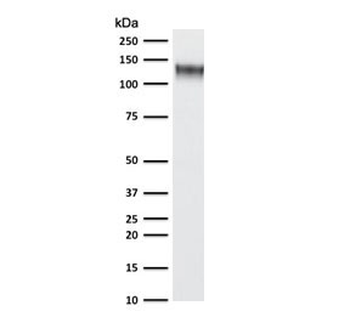 Recombinant CD43 Antibody / Rabbit Monoclonal