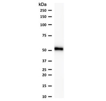 Recombinant p53 Antibody / Rabbit Monoclonal