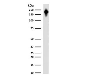 CD45RB Antibody (B-cell marker)