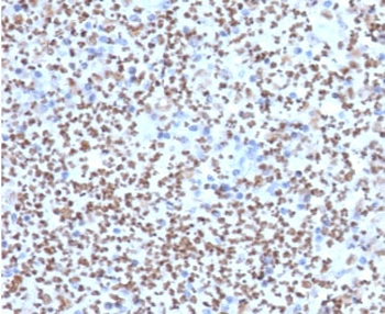 PU.1 Antibody / SPI1
