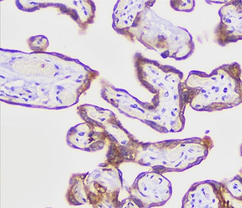 Recombinant PLAP Antibody / Placental Alkaline Phosphatase