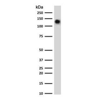 Recombinant CD68 Antibody