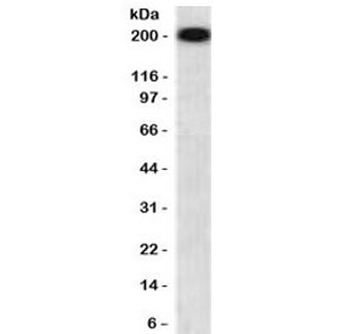 Recombinant NF-H Antibody / Neurofilament Heavy