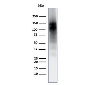 NCAM / CD56 Antibody