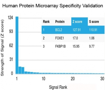 Recombinant Bcl-2 Antibody
