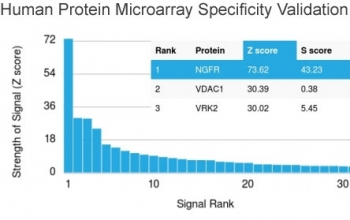 Recombinant CD8A Antibody