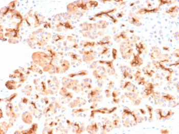 Recombinant CFTR Antibody / Rabbit Monoclonal