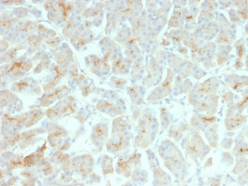 Recombinant CFTR Antibody