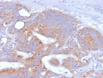 Recombinant CD86 Antibody