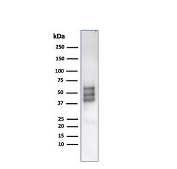 Recombinant SOX10 Antibody