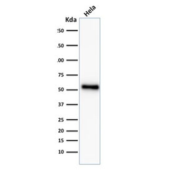 Recombinant p53 Antibody / Rabbit Monoclonal