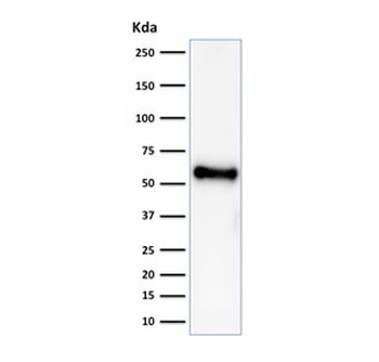 Recombinant TP53 Antibody (N-Terminal Region)