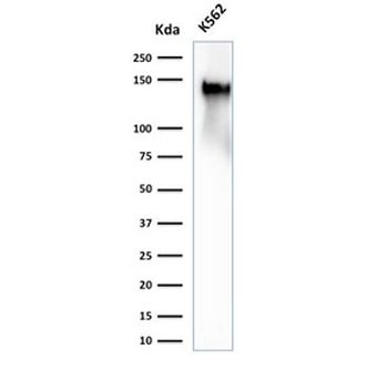 Recombinant CD43 Antibody / Rabbit Monoclonal