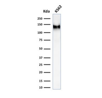 Recombinant CD43 Antibody
