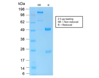 CD45 Antibody (Leukocyte marker)
