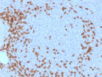 CD3e Antibody