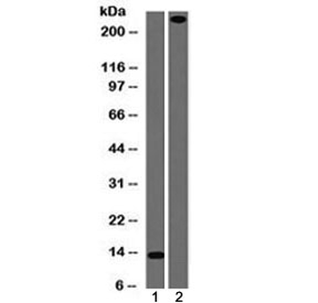 Recombinant von Willebrand Factor Antibody