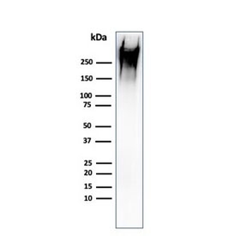 Recombinant MUC-1 Antibody