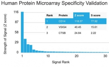 CD14 Antibody (Macrophage Marker)