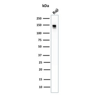 CD22 Antibody