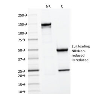CD22 Antibody