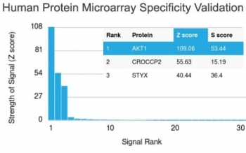 AKT1 Antibody