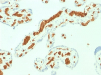 Spectrin alpha 1 Antibody / SPTA1